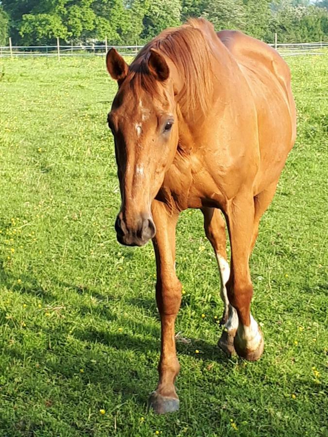 Gite Du Haras De Vales Moult Exterior foto
