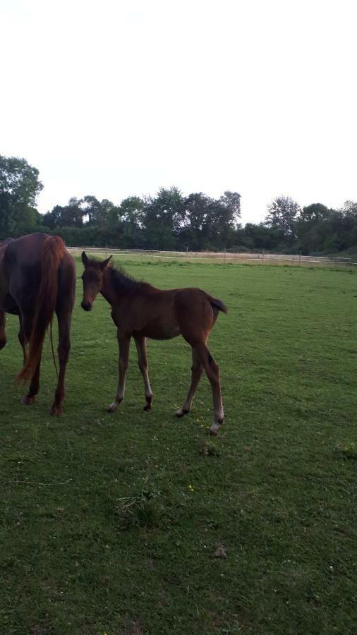 Gite Du Haras De Vales Moult Exterior foto