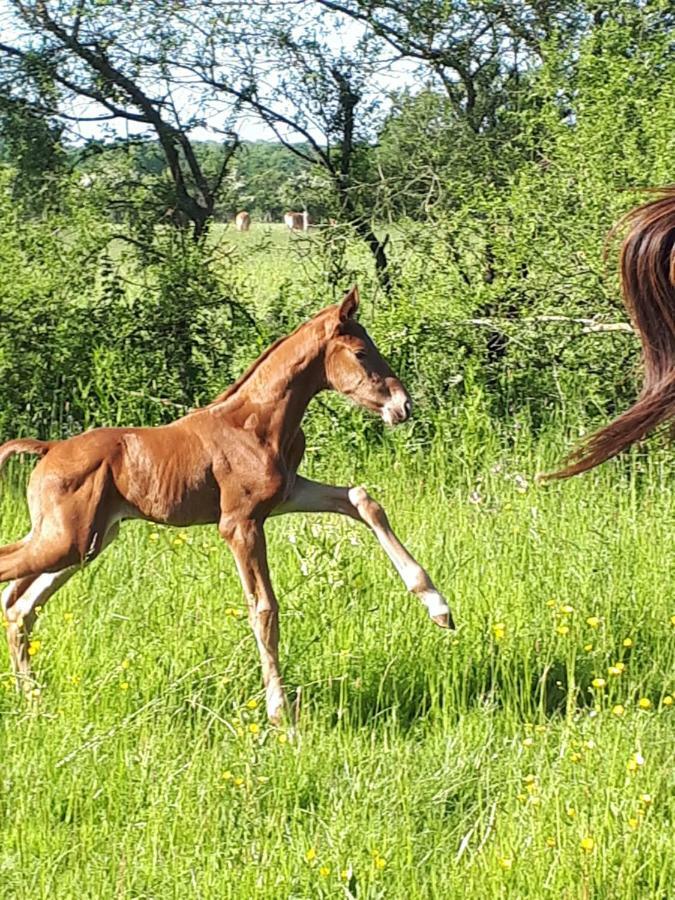 Gite Du Haras De Vales Moult Exterior foto
